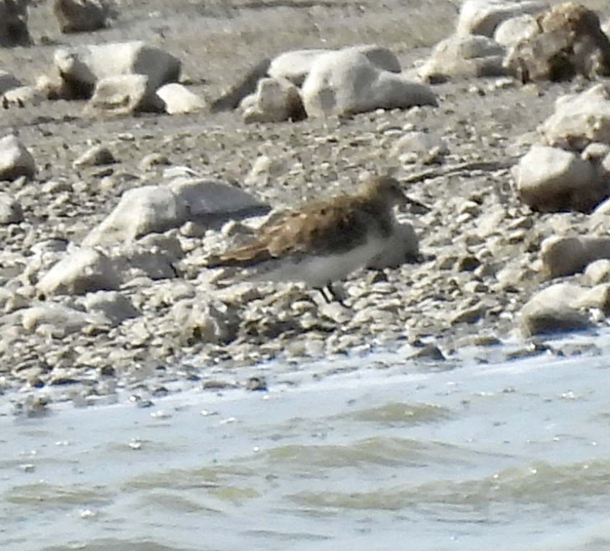 Baird's Sandpiper - ML616225190