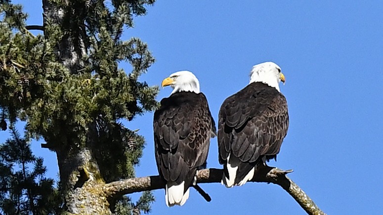 Bald Eagle - John G Woods