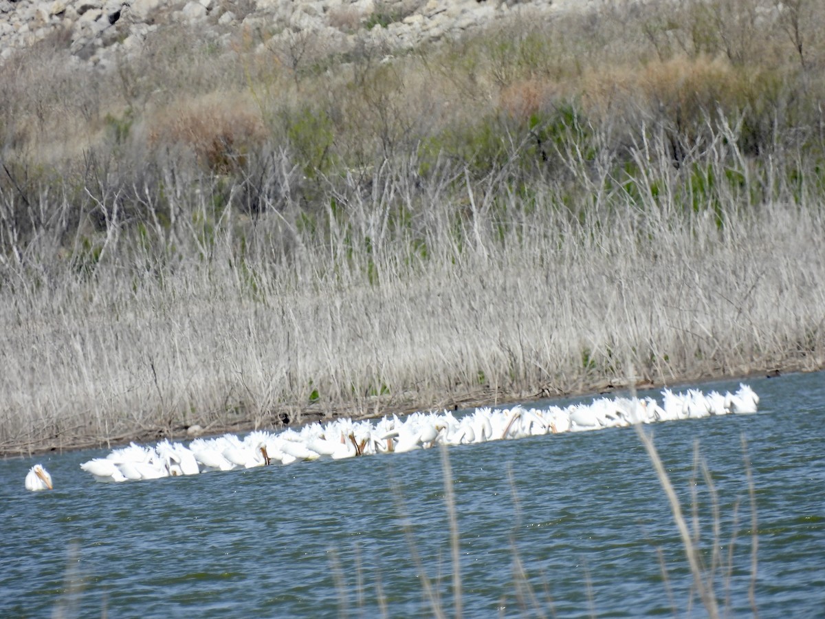 American White Pelican - ML616225219