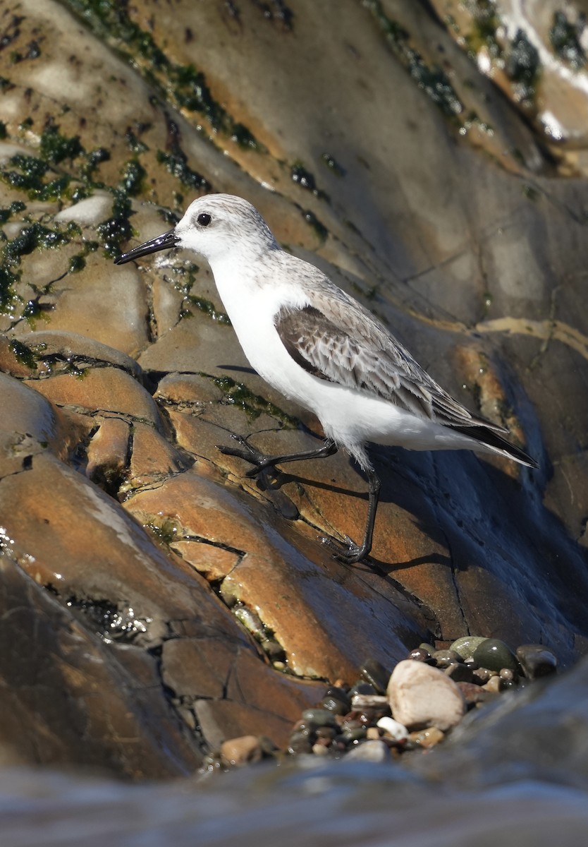 Bécasseau sanderling - ML616225256