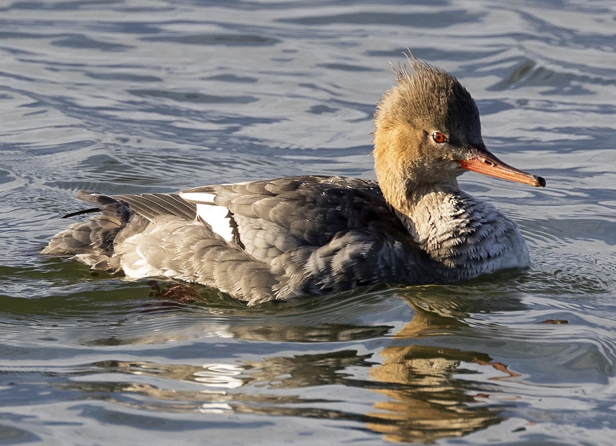 Red-breasted Merganser - terry moore