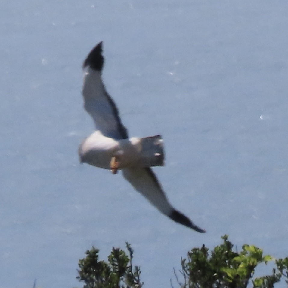 Northern Harrier - Vickie Park