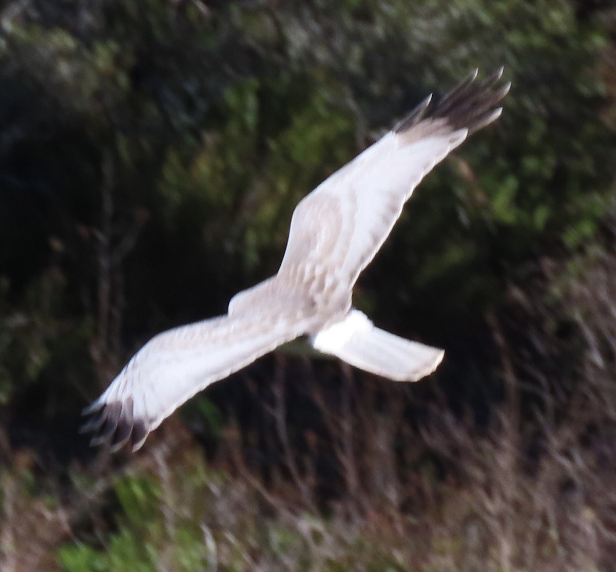 Northern Harrier - ML616225277