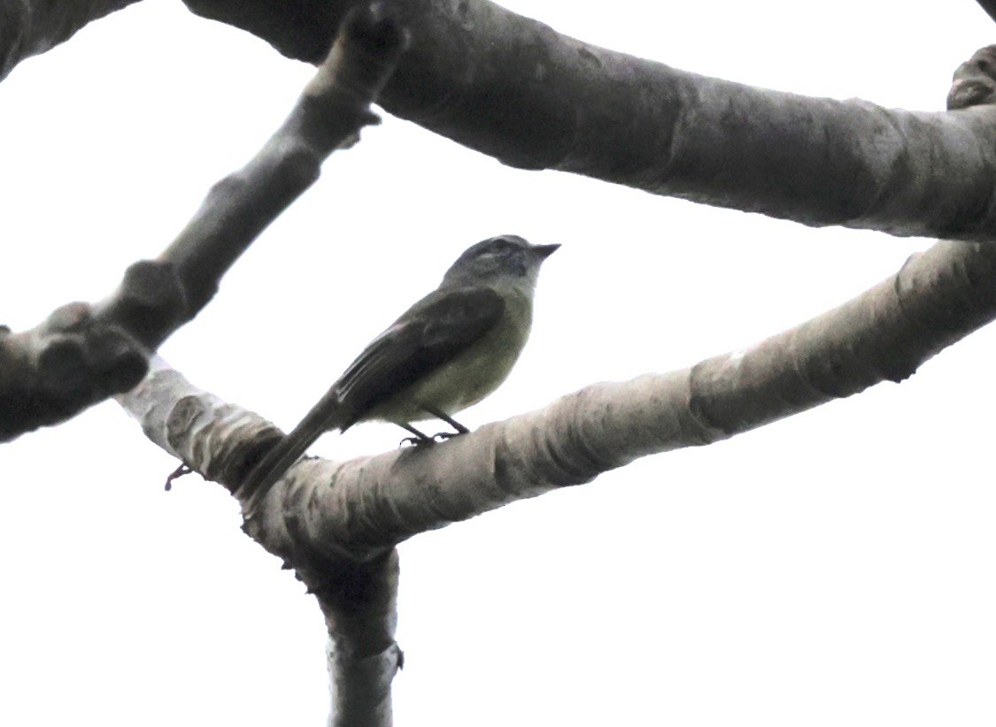 Sooty-headed Tyrannulet - Ken Oeser