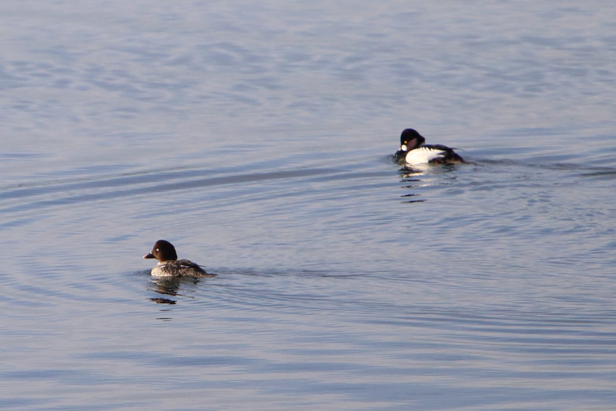 Common Goldeneye - ML616225351