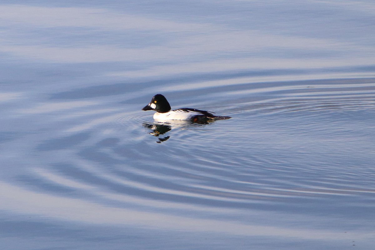 Common Goldeneye - ML616225352