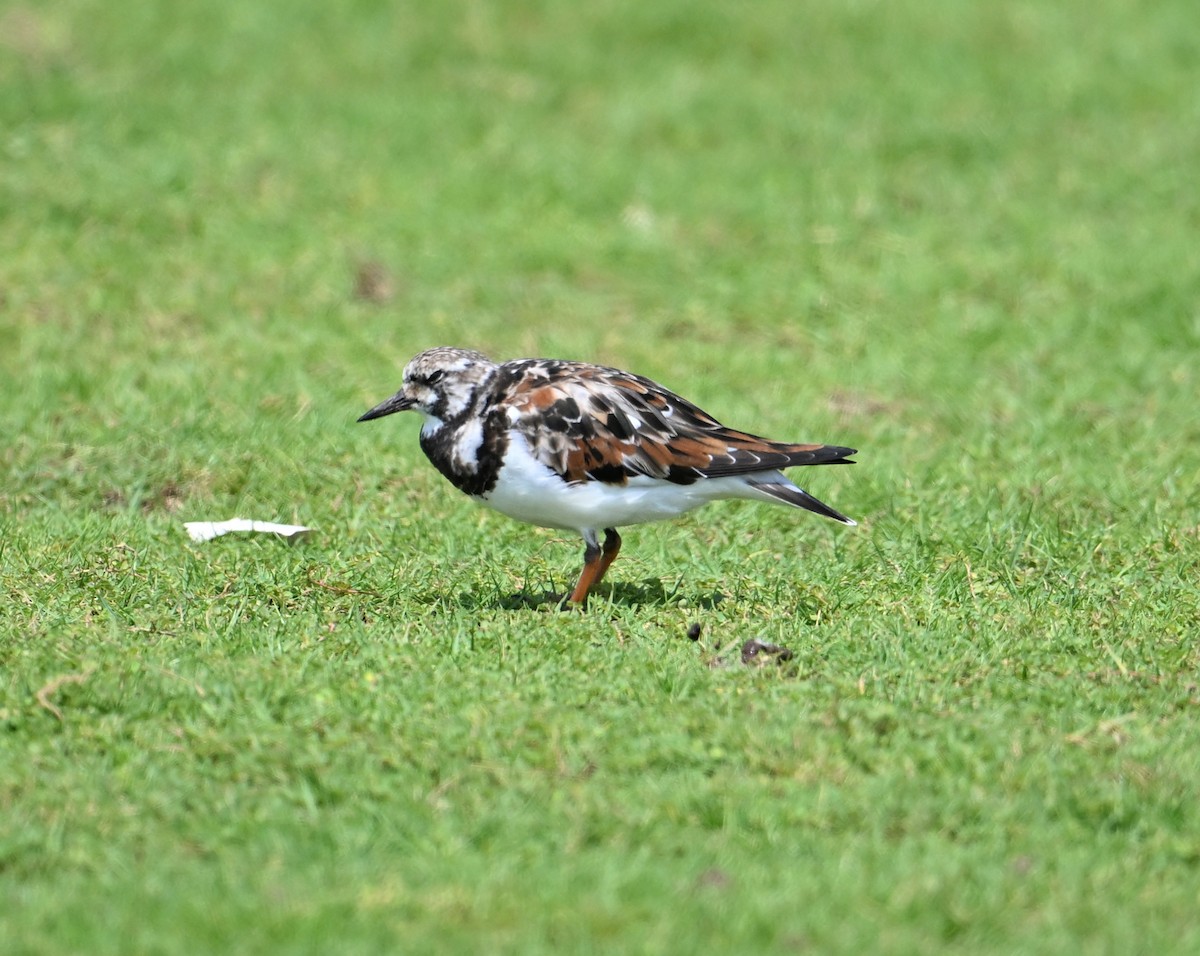 Ruddy Turnstone - ML616225394