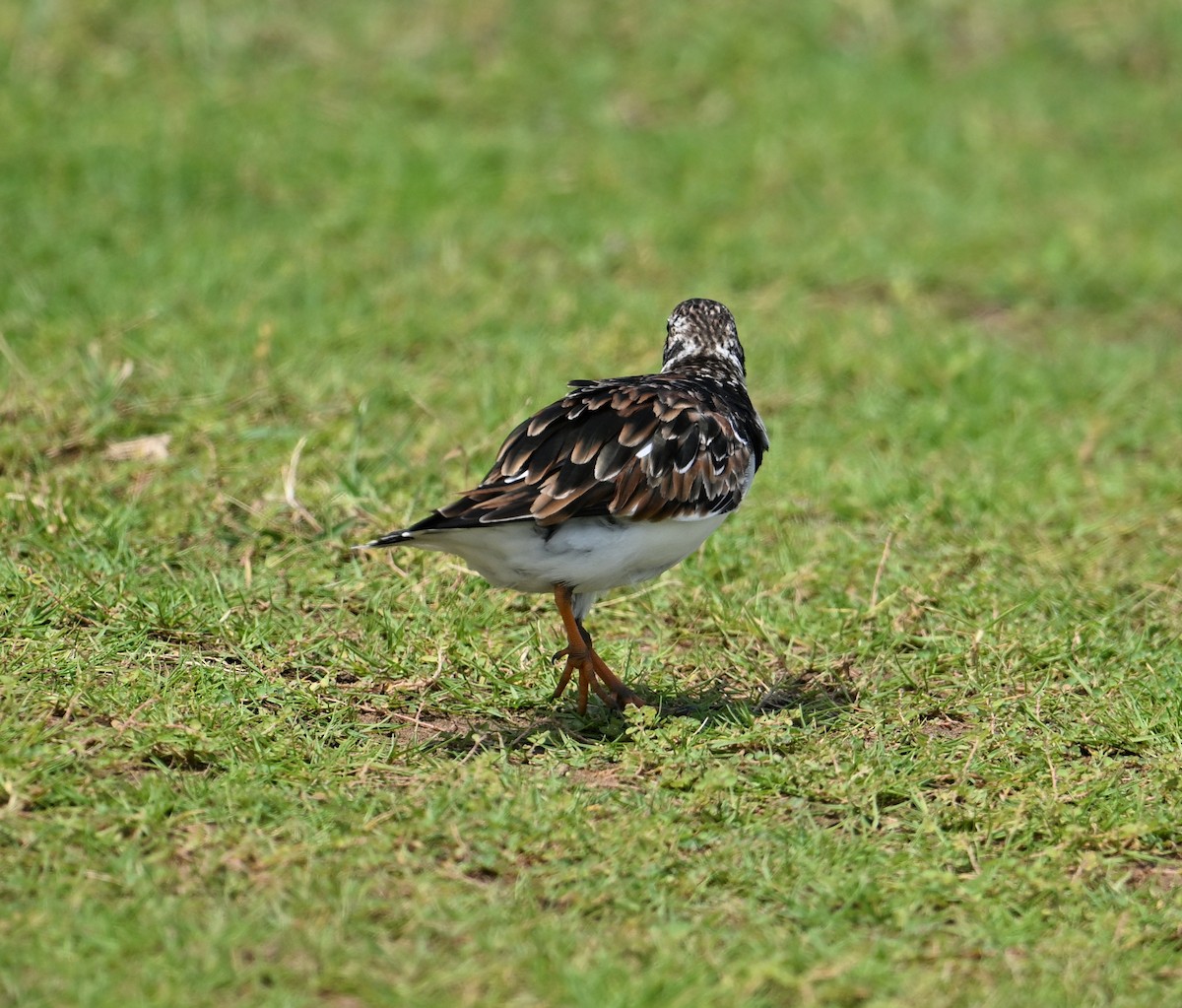 Ruddy Turnstone - ML616225395