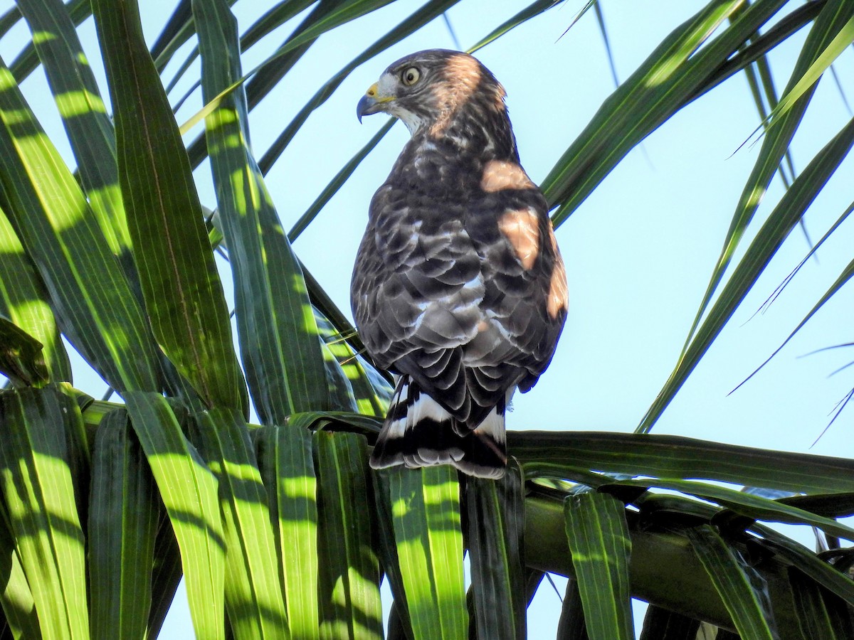 Broad-winged Hawk - Donna DeJong