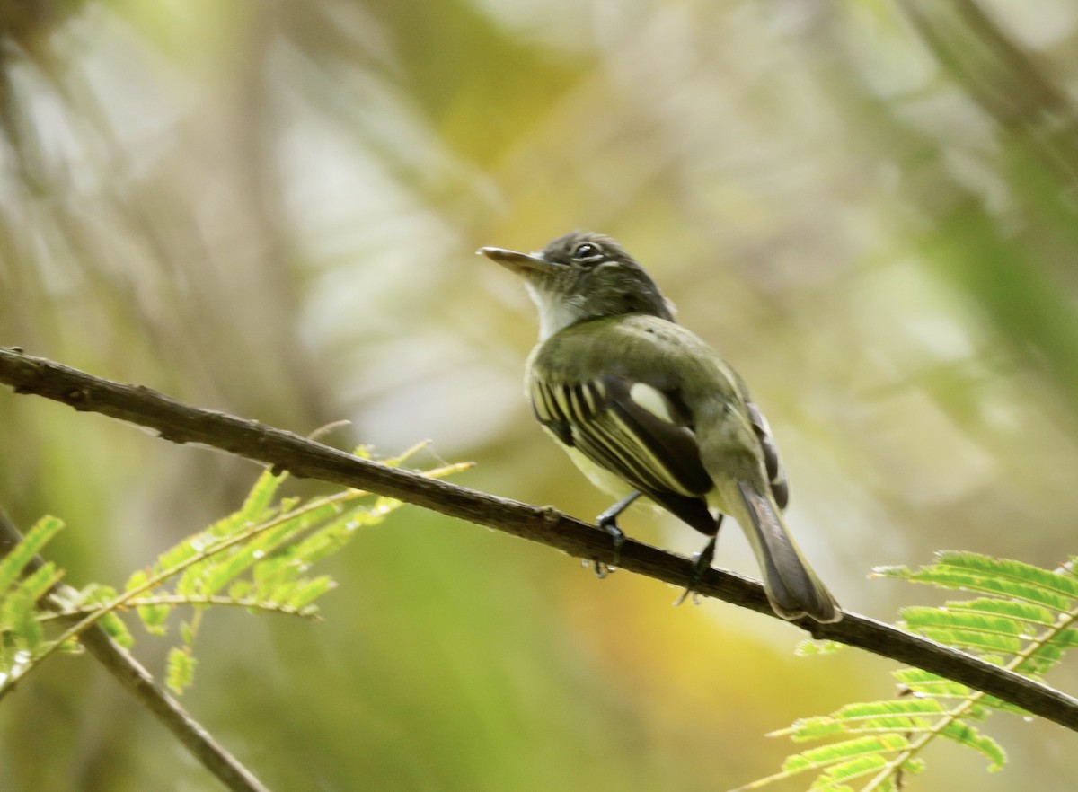 Yellow-winged Flatbill - Ken Oeser