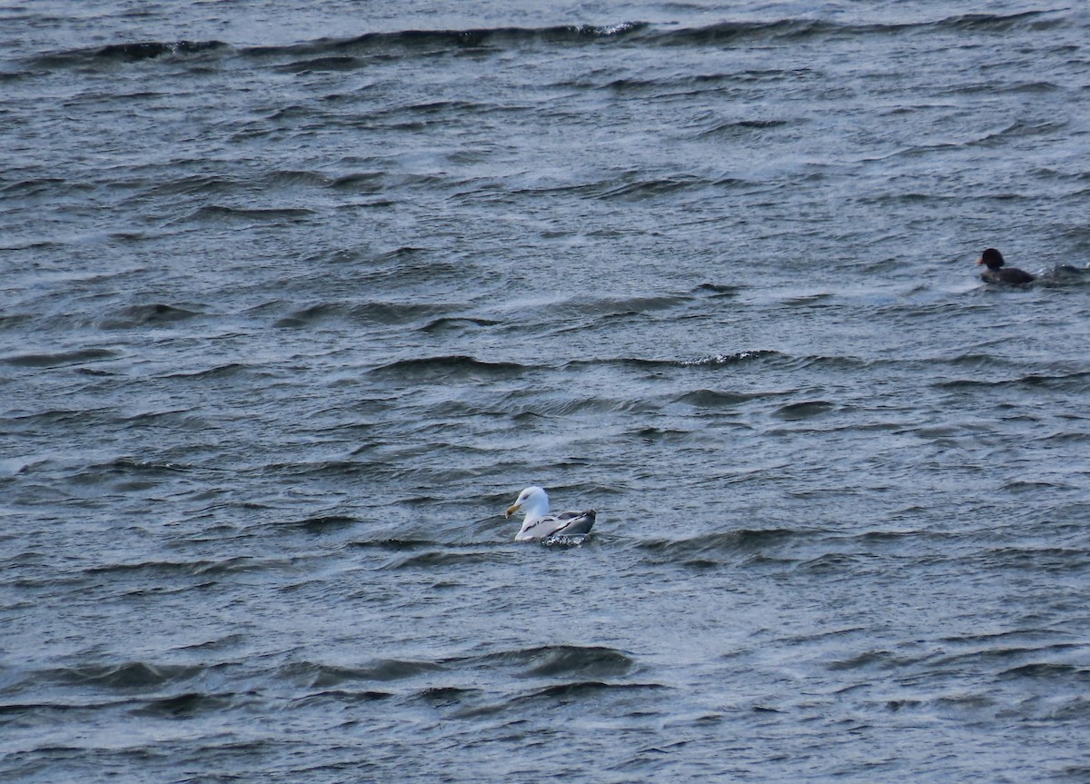 Barrow's Goldeneye - ML616225455