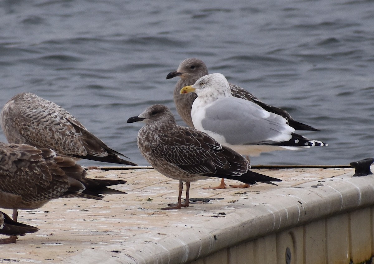 Lesser Black-backed Gull - ML616225495