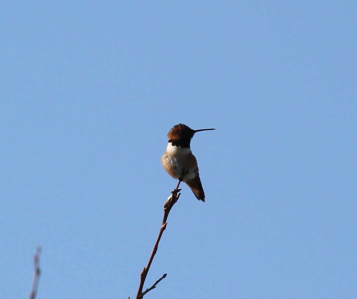 Allen's Hummingbird - ML616225504