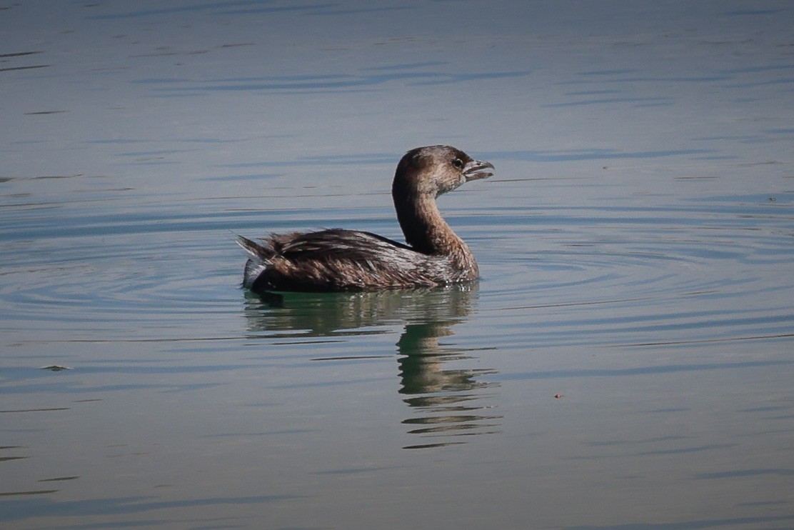 Pied-billed Grebe - ML616225505