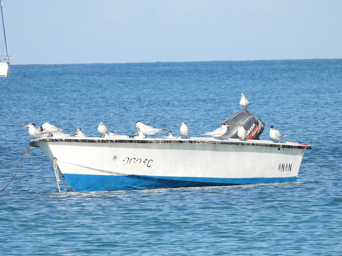 Royal Tern - Donna DeJong