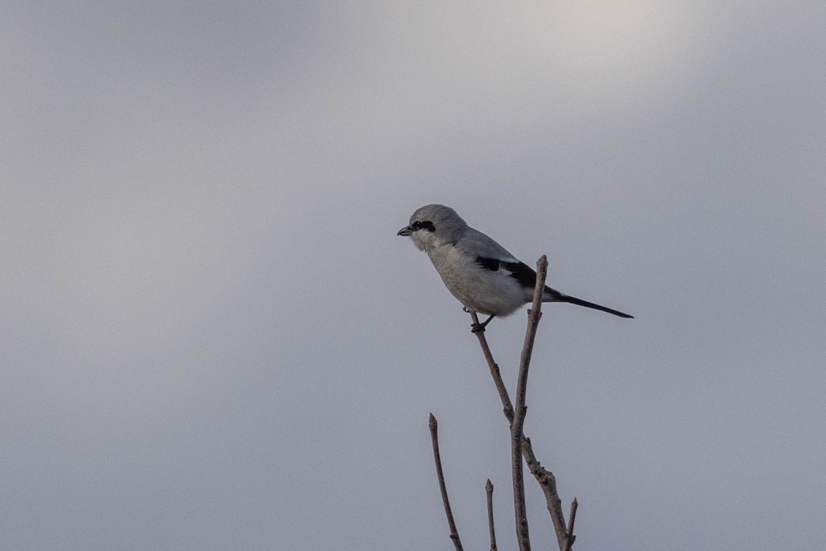 Northern Shrike - ML616225542