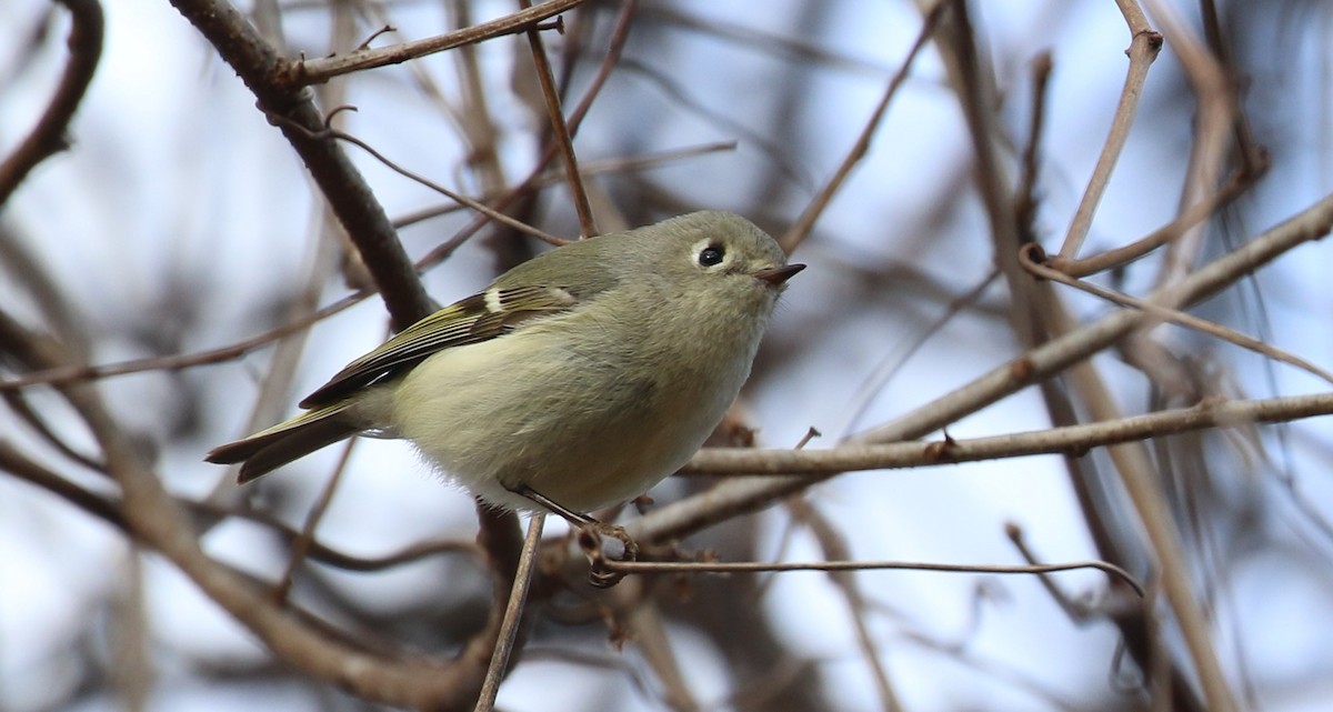 Ruby-crowned Kinglet - ML616225554