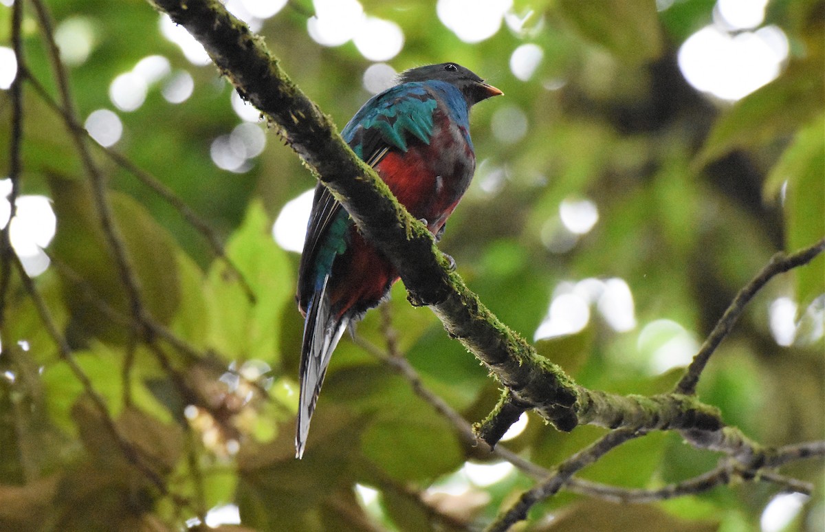Quetzal Guatemalteco (costaricensis) - ML61622561