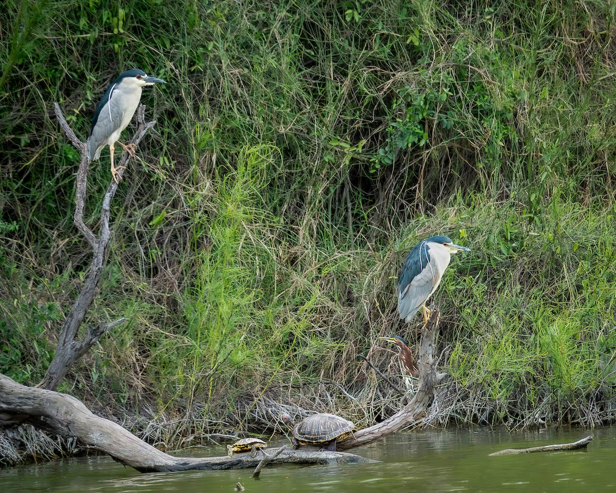 Black-crowned Night Heron - ada bar