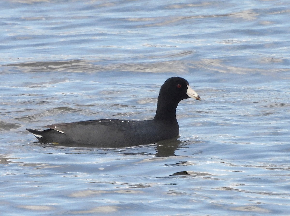 American Coot - ML616225615