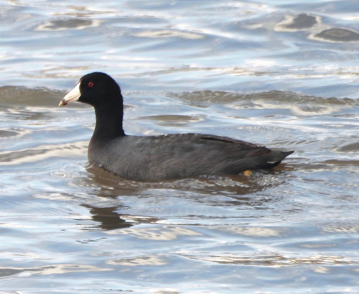 American Coot - ML616225616