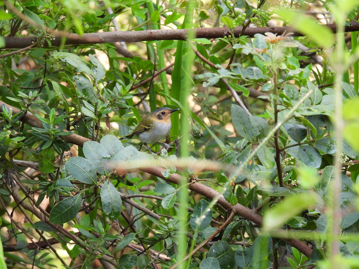 Ochre-faced Tody-Flycatcher - ML616225622