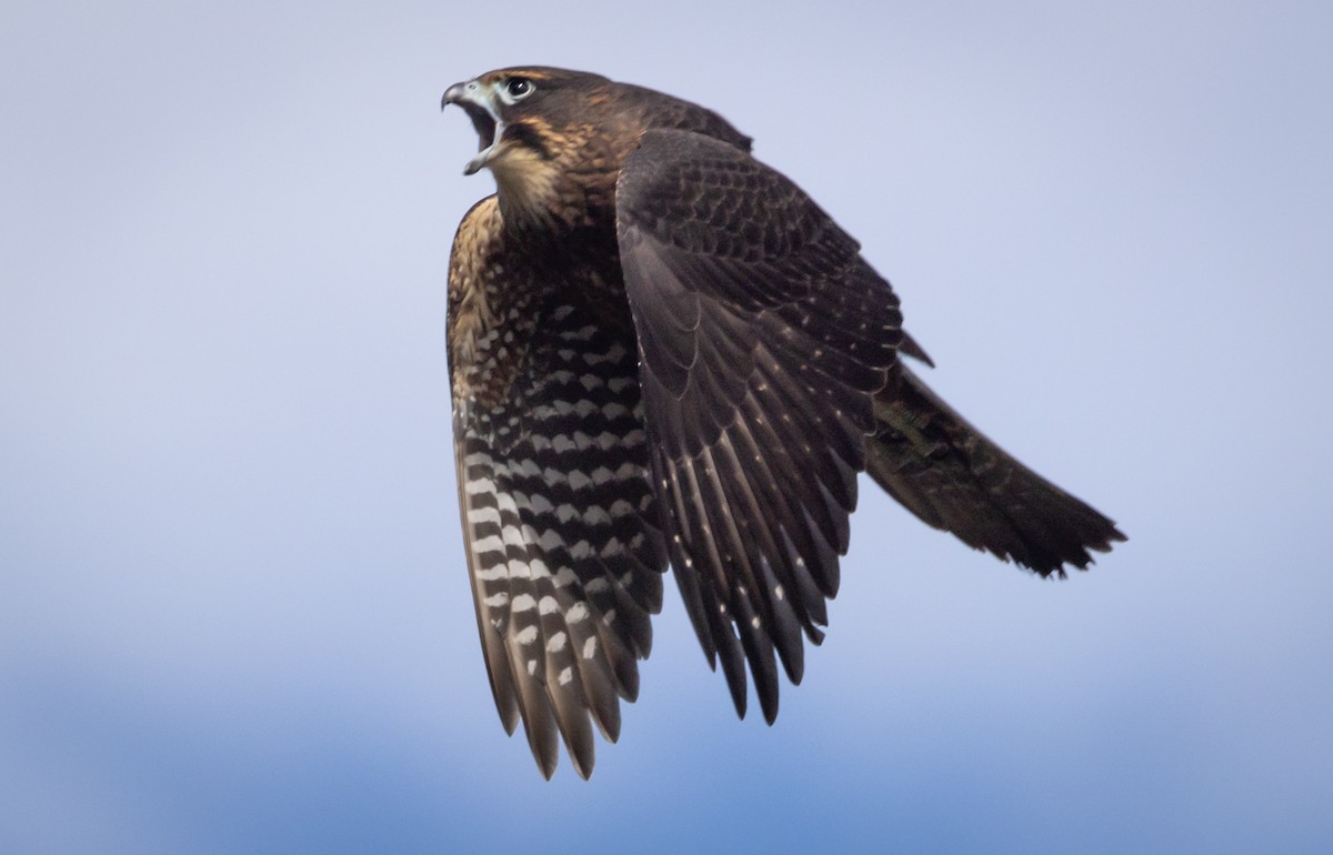 New Zealand Falcon - ML616225650