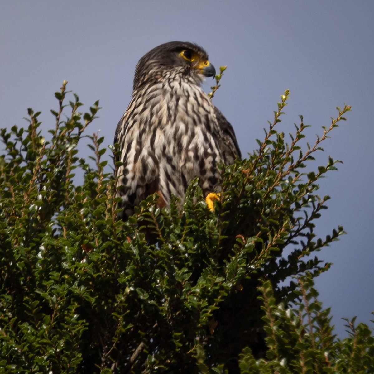 New Zealand Falcon - ML616225653