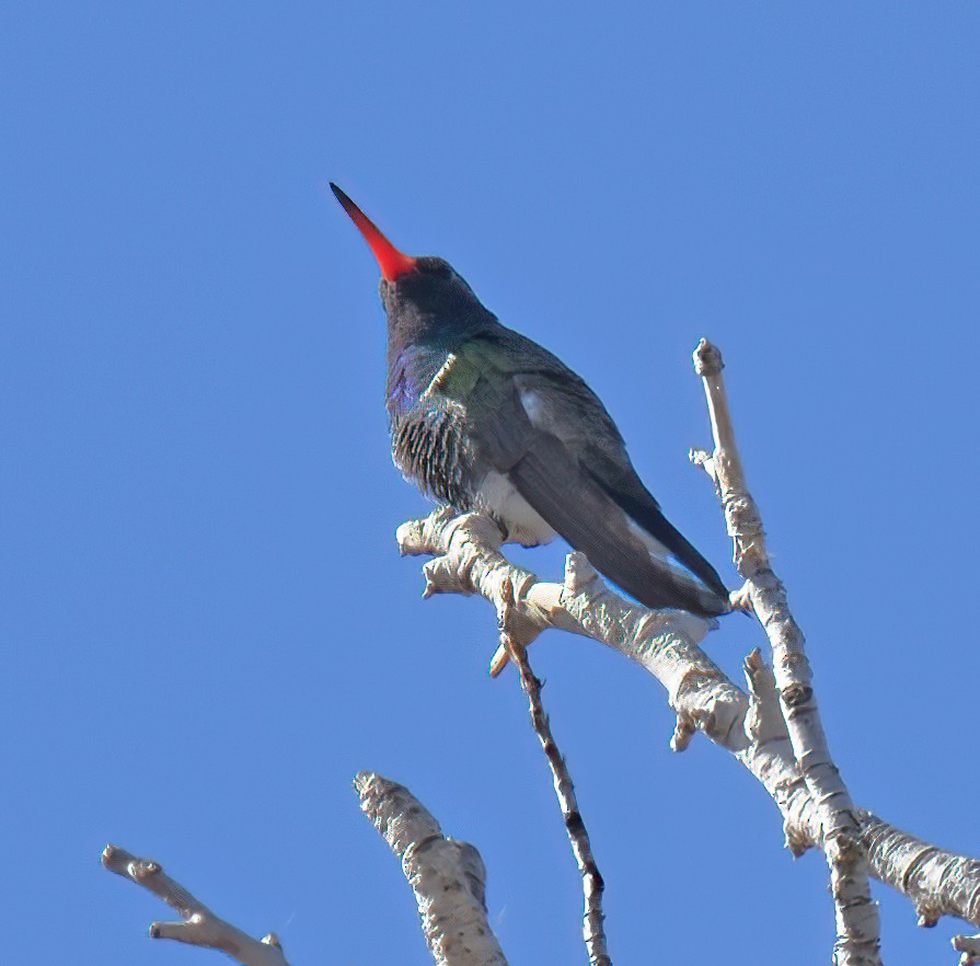 Broad-billed Hummingbird - ML616225678