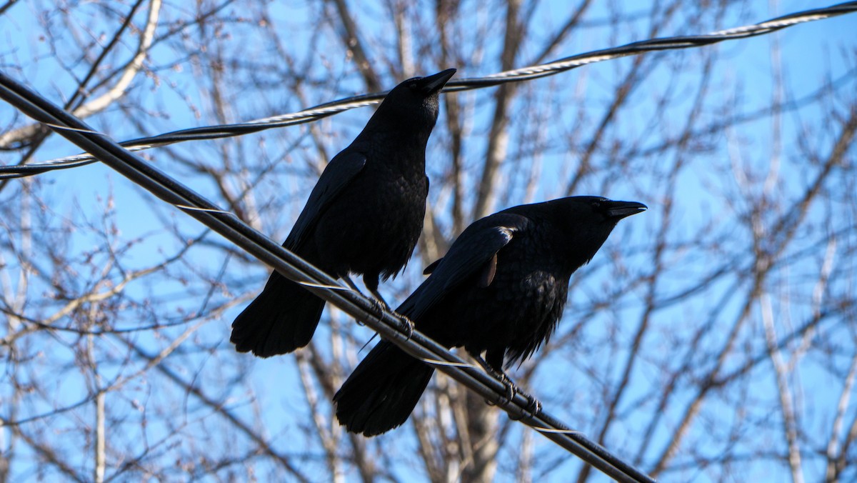American Crow - ML616225685