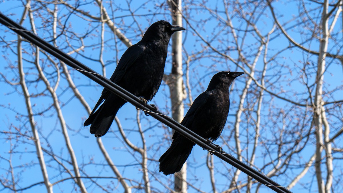 American Crow - ML616225686