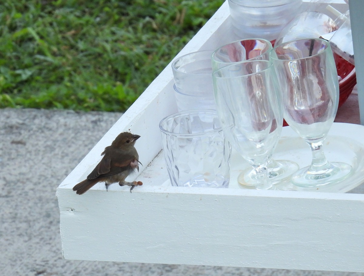 Lesser Antillean Bullfinch - ML616225690