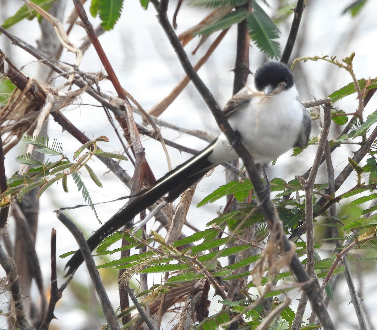 Fork-tailed Flycatcher - ML616225730