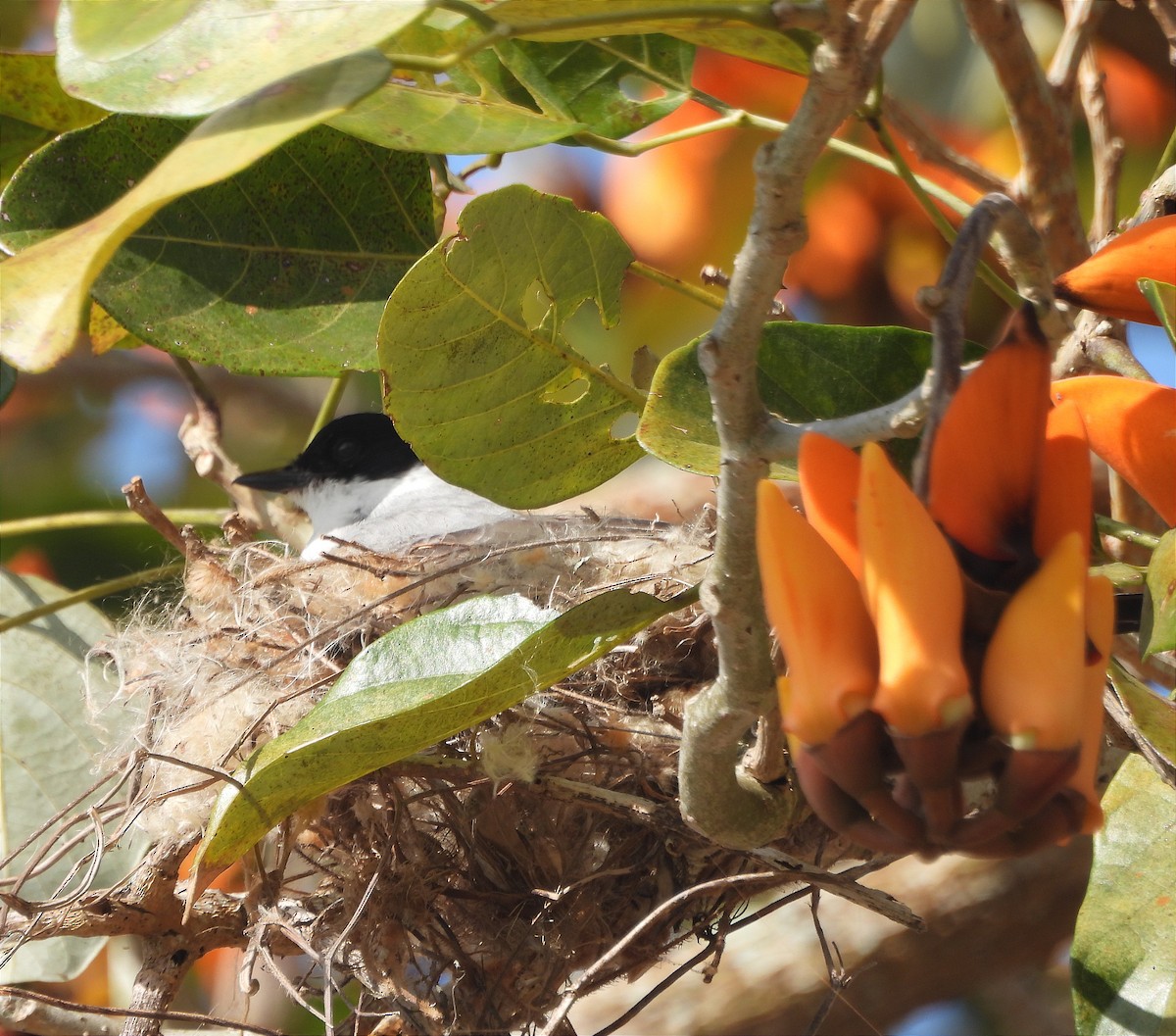 Fork-tailed Flycatcher - ML616225731