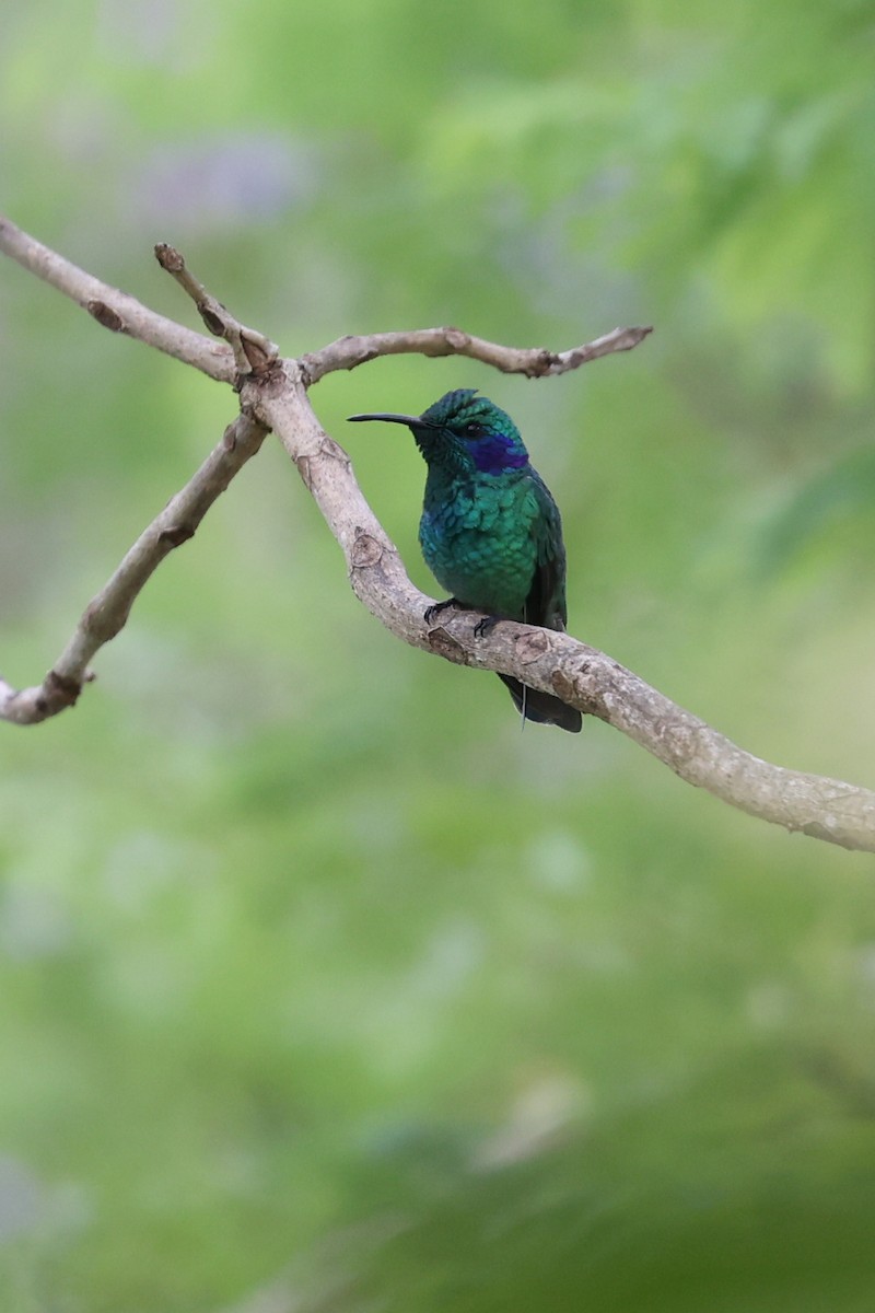 kolibřík modrouchý - ML616225740
