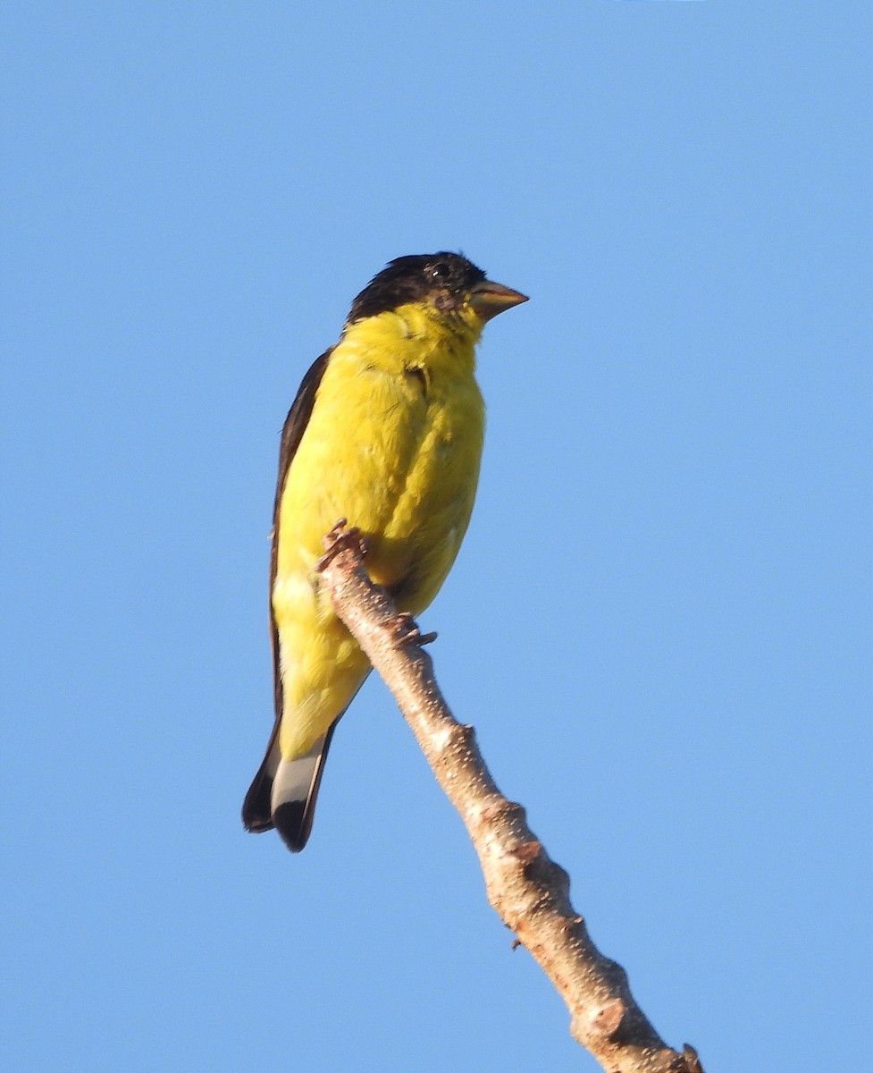 Lesser Goldfinch - ML616225746