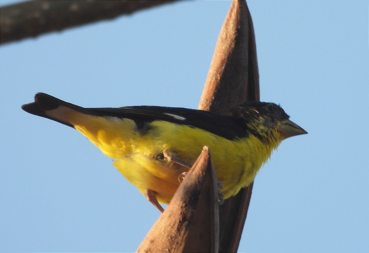 Lesser Goldfinch - ML616225747