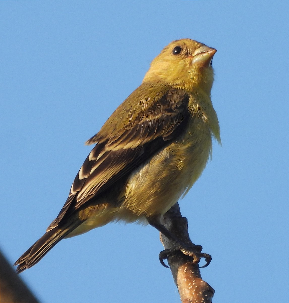 Lesser Goldfinch - ML616225748