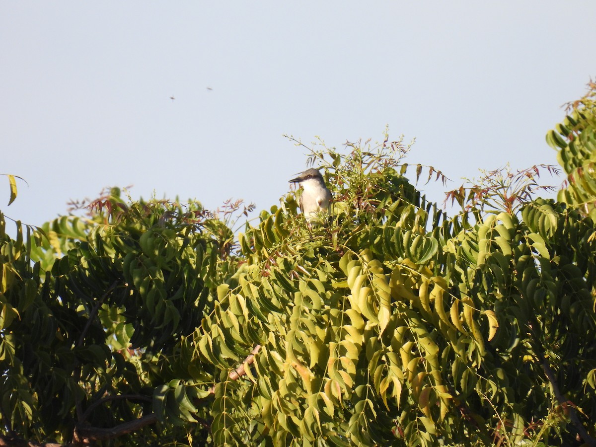 Gray Kingbird - ML616225750