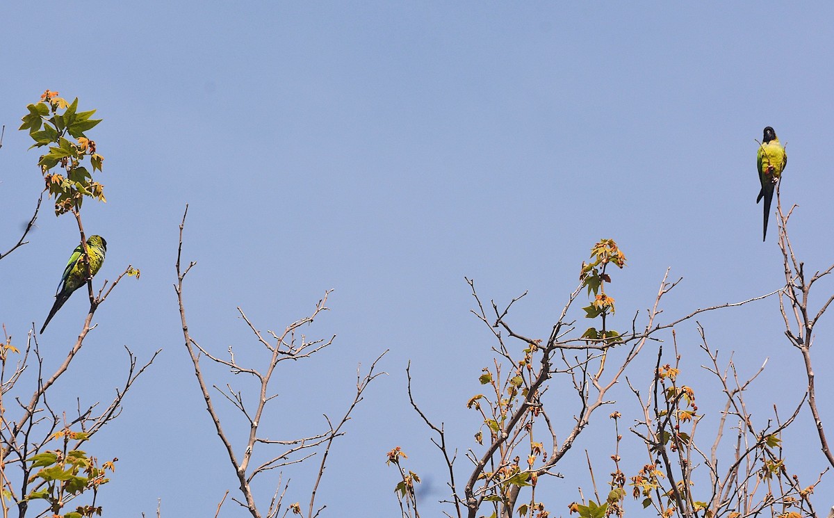 Nanday Parakeet - g.a. murayama