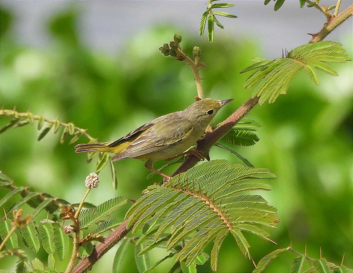 Northern Yellow Warbler - ML616225782