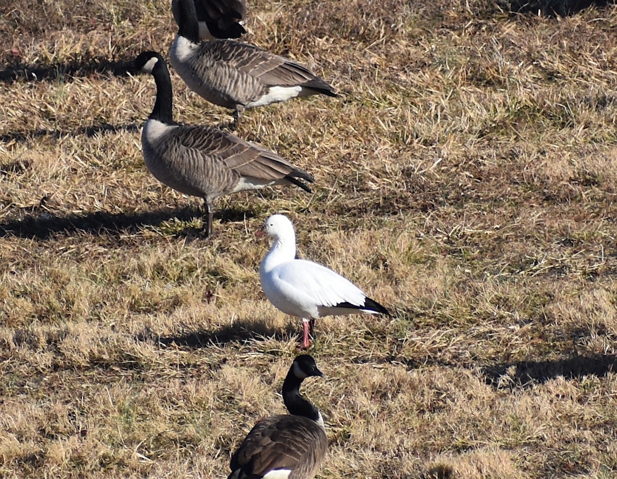 Ross's Goose - ML616225798