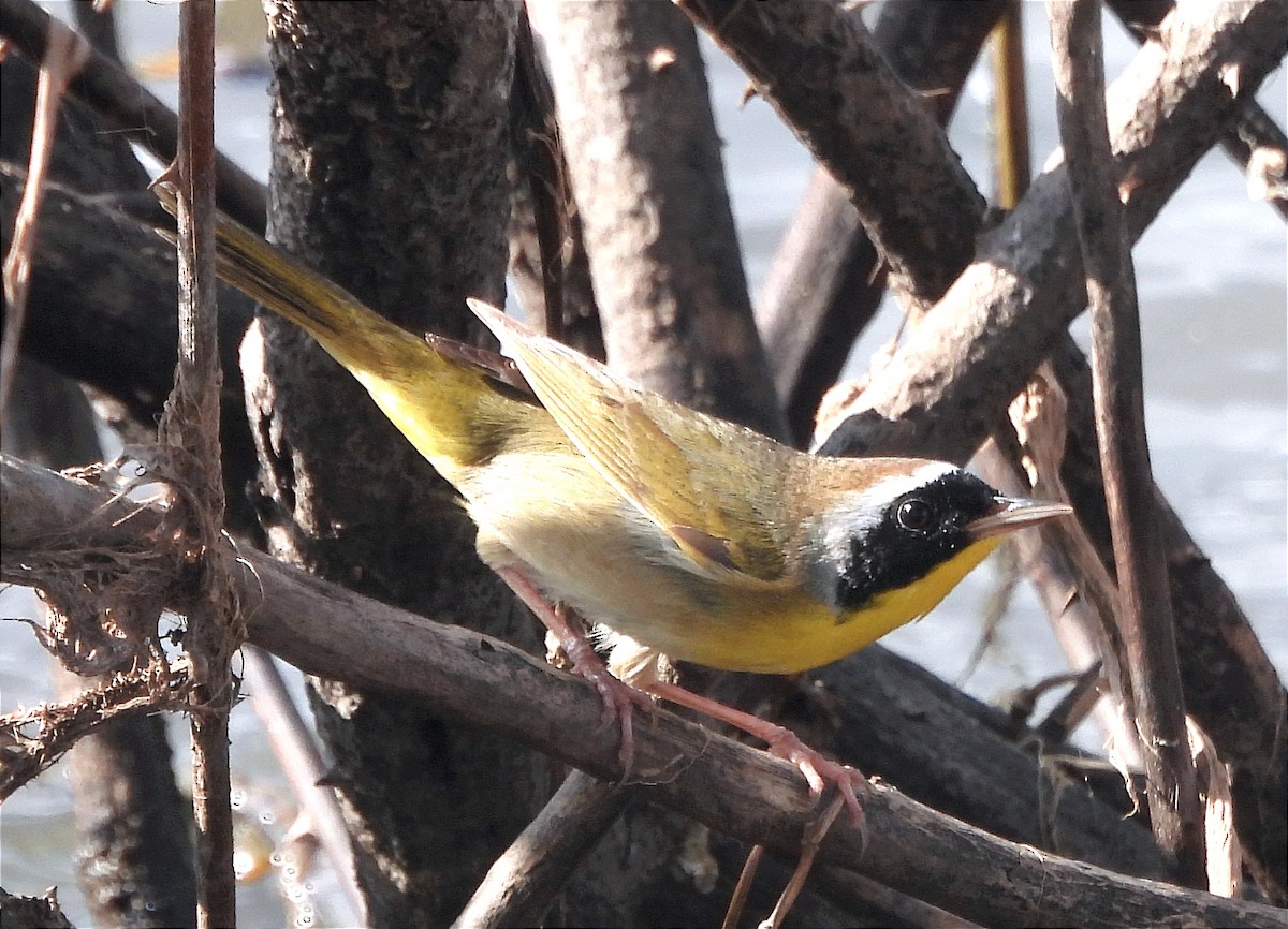 Common Yellowthroat - ML616225801