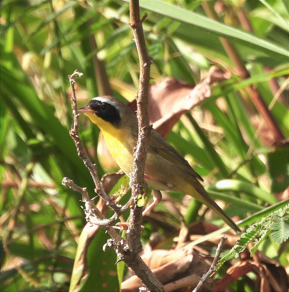 Common Yellowthroat - ML616225803