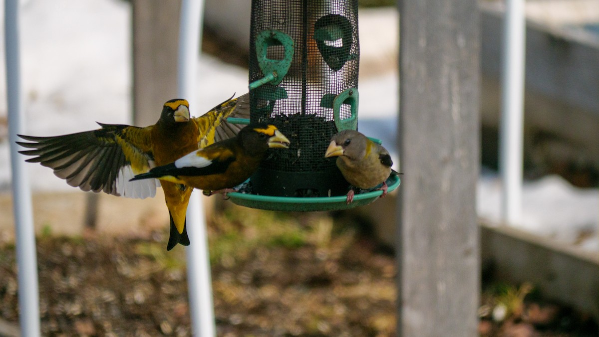 Evening Grosbeak - ML616225809