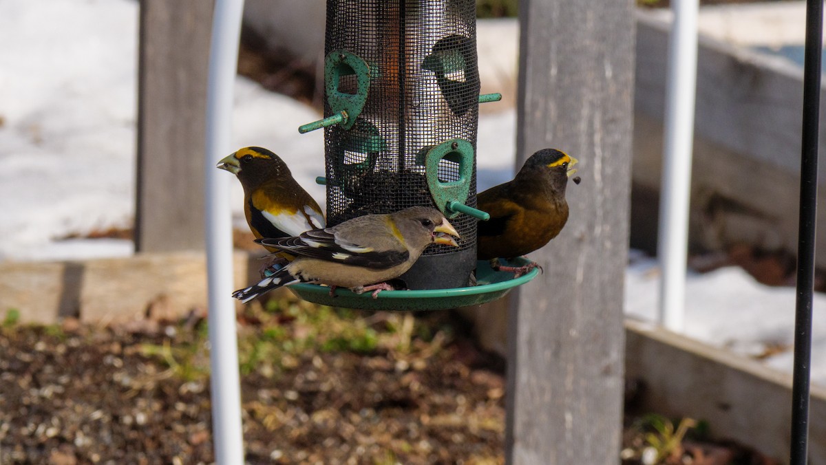 Evening Grosbeak - ML616225810