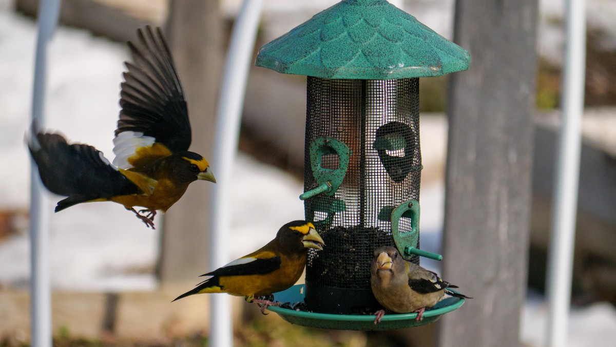 Evening Grosbeak - ML616225811