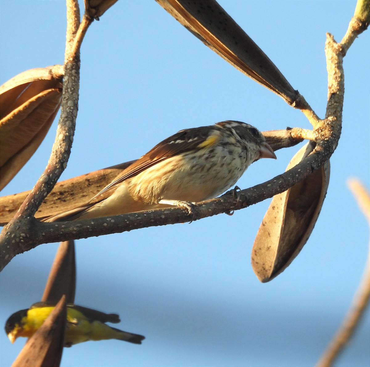 Rose-breasted Grosbeak - ML616225819