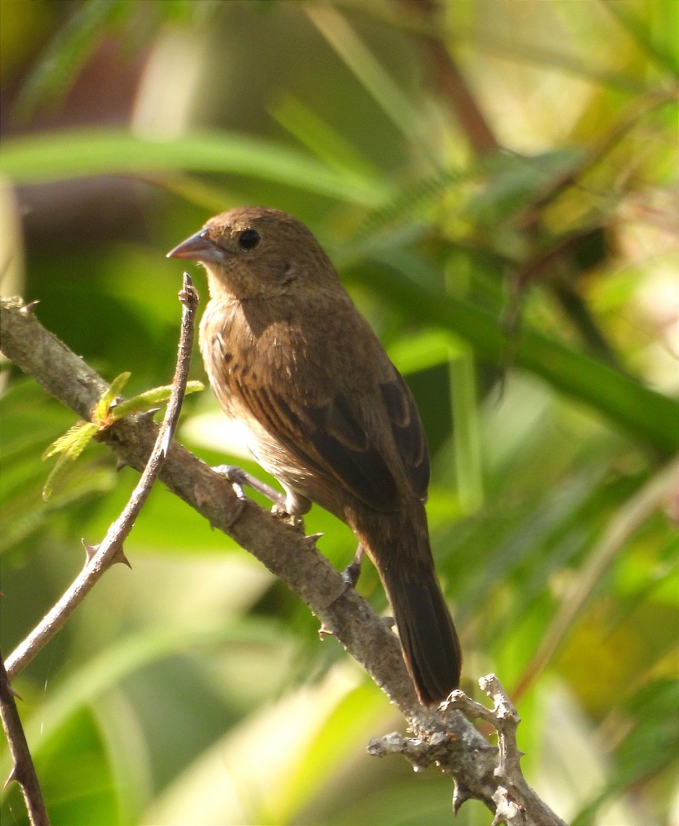 Blue-black Grassquit - ML616225827