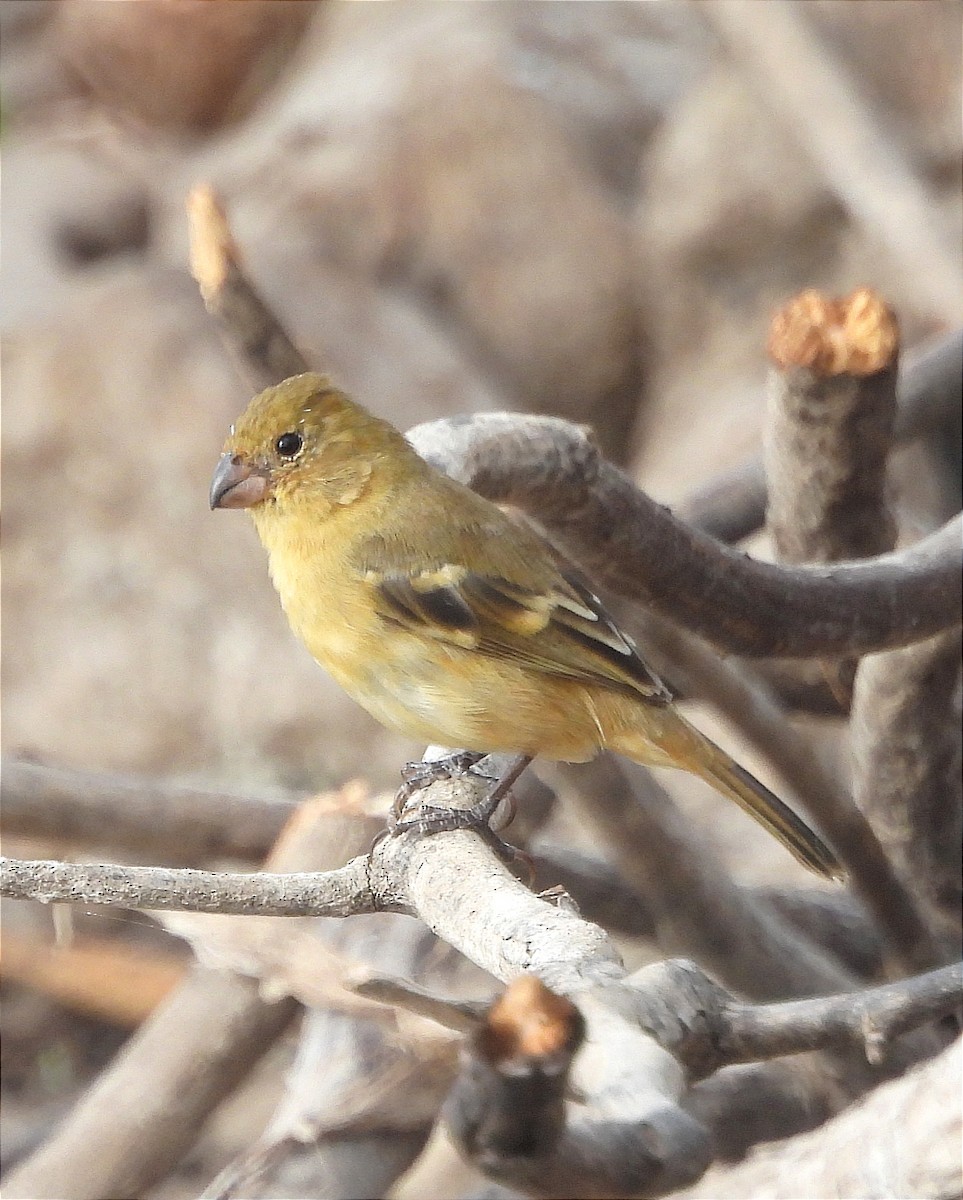 Morelet's Seedeater - ML616225841